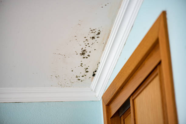 Best Water Damage & Mold Remediation  in Norman Park, GA